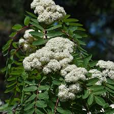 Attēlu rezultāti vaicājumam “Sorbus aucuparia flower”