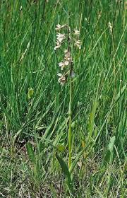 Attēlu rezultāti vaicājumam “Epipactis palustris leaf”
