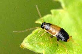 Attēlu rezultāti vaicājumam “Ectobius sylvestris nymph”