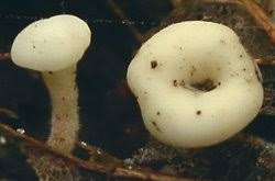 Attēlu rezultāti vaicājumam “Cudoniella acicularis”