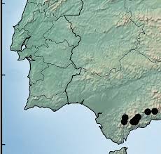 Attēlu rezultāti vaicājumam “Schistidium apocarpum young”