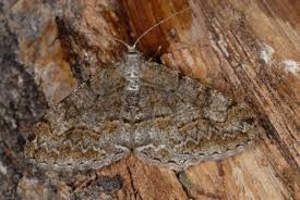 Attēlu rezultāti vaicājumam “Alcis repandata”