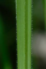 Attēlu rezultāti vaicājumam “Carex pilosa”