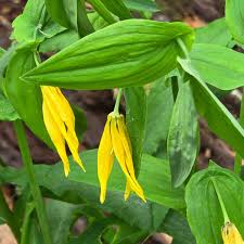 Attēlu rezultāti vaicājumam “Uvularia grandiflora”