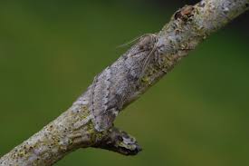 Attēlu rezultāti vaicājumam “Alsophila aescularia”