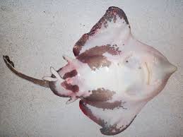 Image result for Amblyraja hyperborea