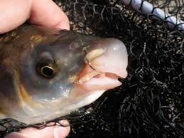 Image result for Chondrostoma nasus