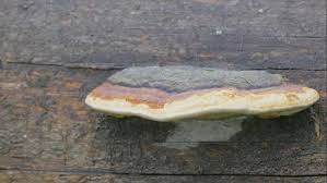 Attēlu rezultāti vaicājumam “Climacocystis borealis”