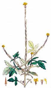 Attēlu rezultāti vaicājumam “Sisymbrium volgense flower”