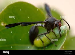 Attēlu rezultāti vaicājumam “Eumenidae”