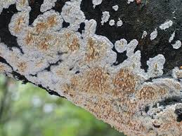 Attēlu rezultāti vaicājumam “Basidioradulum radula”