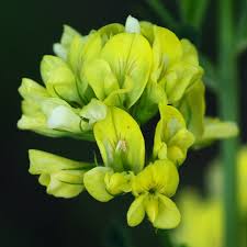 Attēlu rezultāti vaicājumam “Medicago sativa subsp. falcata bud”