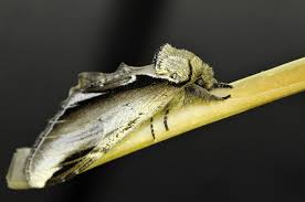 Attēlu rezultāti vaicājumam “Pheosia gnoma”