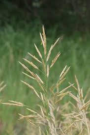 Attēlu rezultāti vaicājumam “Bromopsis inermis”