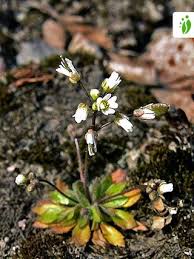 Attēlu rezultāti vaicājumam “Erophila verna flower”