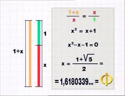 Image result for numero aureo