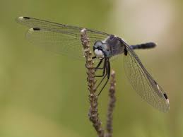 Attēlu rezultāti vaicājumam “Leucorrhinia albifrons female”