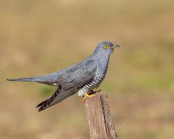 Attēlu rezultāti vaicājumam “Hippolais caligata adult”