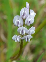 Attēlu rezultāti vaicājumam “Vicia hirsuta flower”