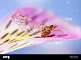 Attēlu rezultāti vaicājumam “Ephemeroptera”