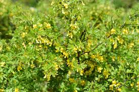 Attēlu rezultāti vaicājumam “Caragana arborescens flower”