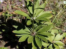 Attēlu rezultāti vaicājumam “Lilium martagon leaf”