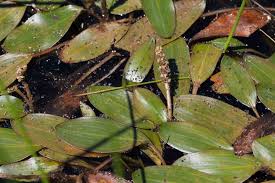 Attēlu rezultāti vaicājumam “Potamogeton compressus leaf”