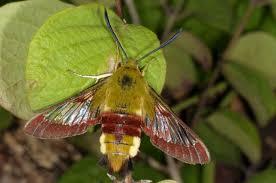 Attēlu rezultāti vaicājumam “Hemaris fuciformis”