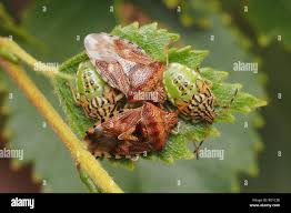 Attēlu rezultāti vaicājumam “Elasmucha grisea imago”
