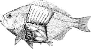 Image result for Liopsetta glacialis