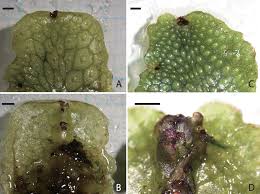 Attēlu rezultāti vaicājumam “Conocephalum salebrosum sporophyte”