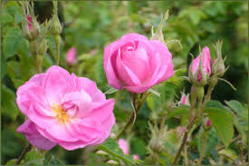 Attēlu rezultāti vaicājumam “Rosa subcanina”