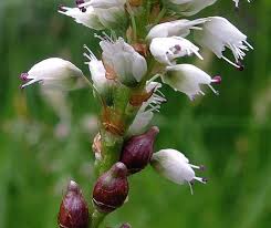 Attēlu rezultāti vaicājumam “Bistorta vivipara flower”