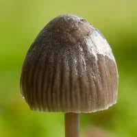 Attēlu rezultāti vaicājumam “Mycena abramsii”
