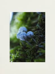 Attēlu rezultāti vaicājumam “Mycena pseudocorticola”