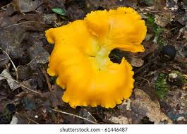 Attēlu rezultāti vaicājumam “Polyporus varius”