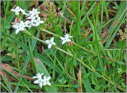 Attēlu rezultāti vaicājumam “Galium palustre fruit”