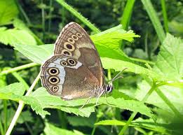 Attēlu rezultāti vaicājumam “Lopinga achine underside”
