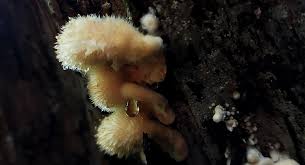 Attēlu rezultāti vaicājumam “Postia ptychogaster”