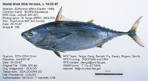 Image result for Euthynnus affinis