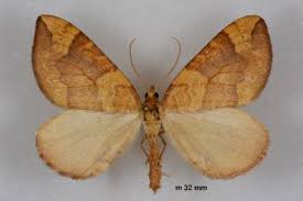 Attēlu rezultāti vaicājumam “Eulithis populata”