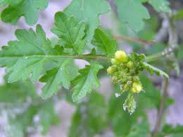 Attēlu rezultāti vaicājumam “Rorippa palustris leaf”