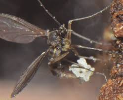 Attēlu rezultāti vaicājumam “Sciaridae”