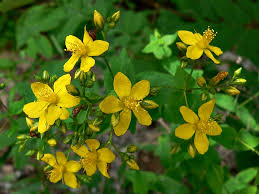 Attēlu rezultāti vaicājumam “Hypericum maculatum flower”
