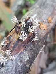 Attēlu rezultāti vaicājumam “Licea chelonoides”