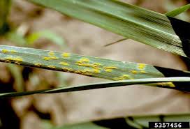 Attēlu rezultāti vaicājumam “Puccinia coronata”