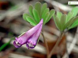 Attēlu rezultāti vaicājumam “Corydalis intermedia fruit”