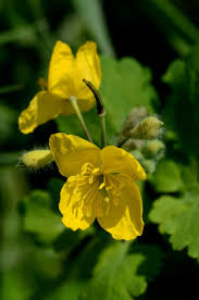 Attēlu rezultāti vaicājumam “Chelidonium majus bud”