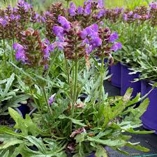 Attēlu rezultāti vaicājumam “Prunella vulgaris”