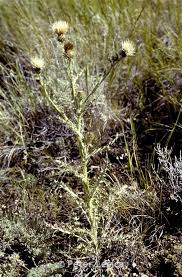 Attēlu rezultāti vaicājumam “Cirsium x rigens leaf”